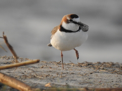 Charadrius collaris