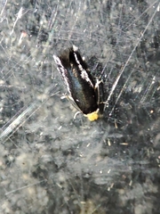 Nepticulidae