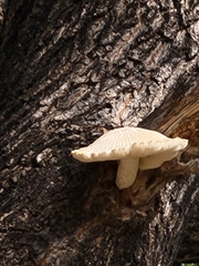 Hypsizygus
