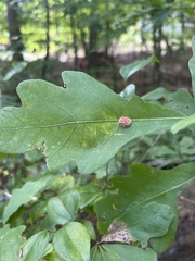 Druon quercusflocci