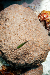 Montastraea cavernosa