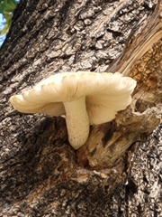 Hypsizygus