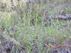 Xerochrysum viscosum