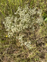 Eupatorium hyssopifolium