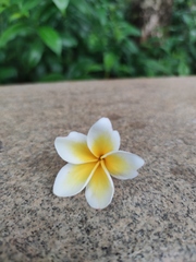 Plumeria