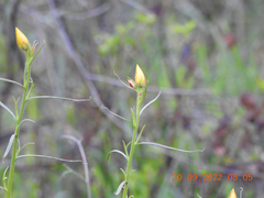 Xerochrysum viscosum