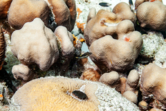 Canthigaster rostrata