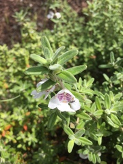 Prostanthera