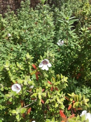 Prostanthera