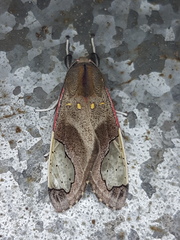 Bertholdia