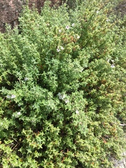 Prostanthera