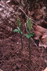 Botrychium angustisegmentum