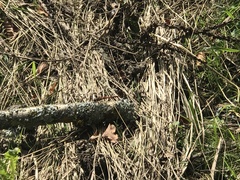 Sympetrum sanguineum