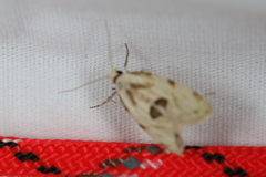 Aethes angustana