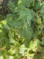 Celtis tenuifolia