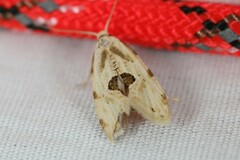 Aethes angustana