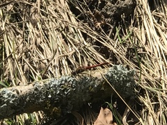 Sympetrum sanguineum