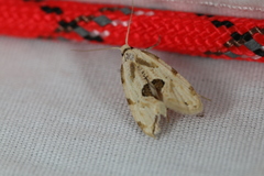 Aethes angustana