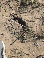 Zephyranthes longifolia