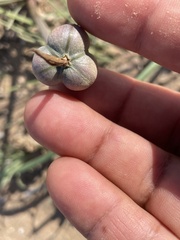 Zephyranthes longifolia
