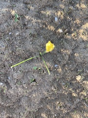 Zephyranthes longifolia