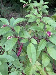 Phytolacca americana