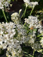 Apis mellifera