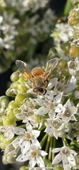 Apis mellifera