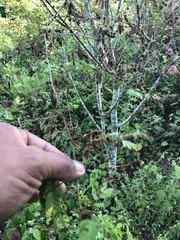 Calliandra houstoniana
