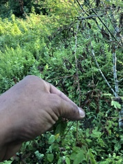Calliandra houstoniana