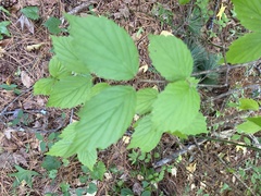 Viburnum rafinesqueanum