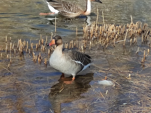 Greylag × Swan Goose