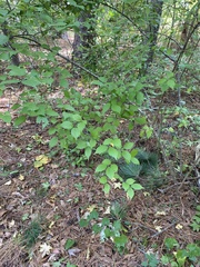 Viburnum rafinesqueanum