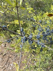 Forestiera
