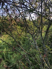 Calliandra houstoniana