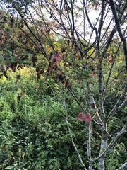 Calliandra houstoniana