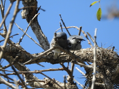 Polioptila dumicola