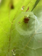 Araneus thaddeus