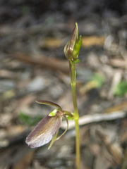 Cyrtostylis