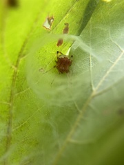 Araneus thaddeus