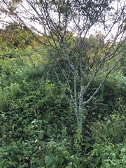 Calliandra houstoniana