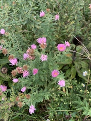 Symphyotrichum novae-angliae