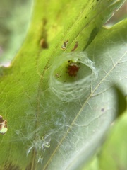 Araneus thaddeus