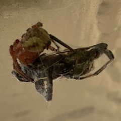 Leptoglossus occidentalis