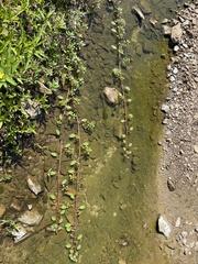 Ludwigia peploides glabrescens