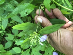 Centrosema virginianum