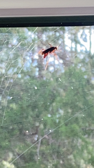 Tachypompilus ferrugineus
