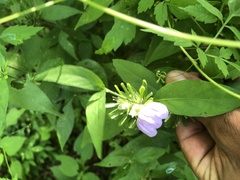 Centrosema virginianum