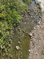 Ludwigia peploides glabrescens