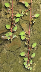 Ludwigia peploides glabrescens
